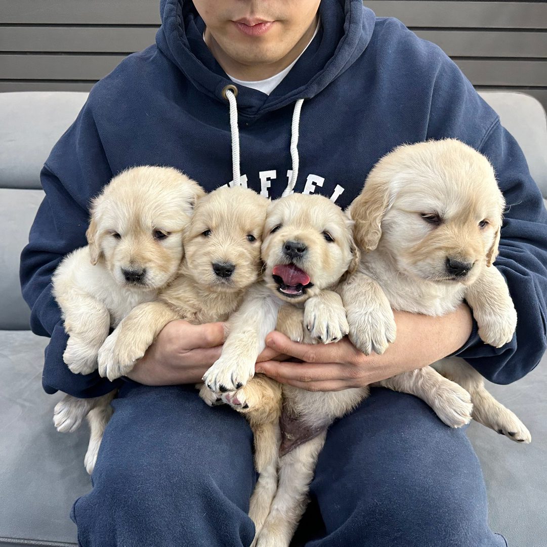 땅콩 골든리트리버