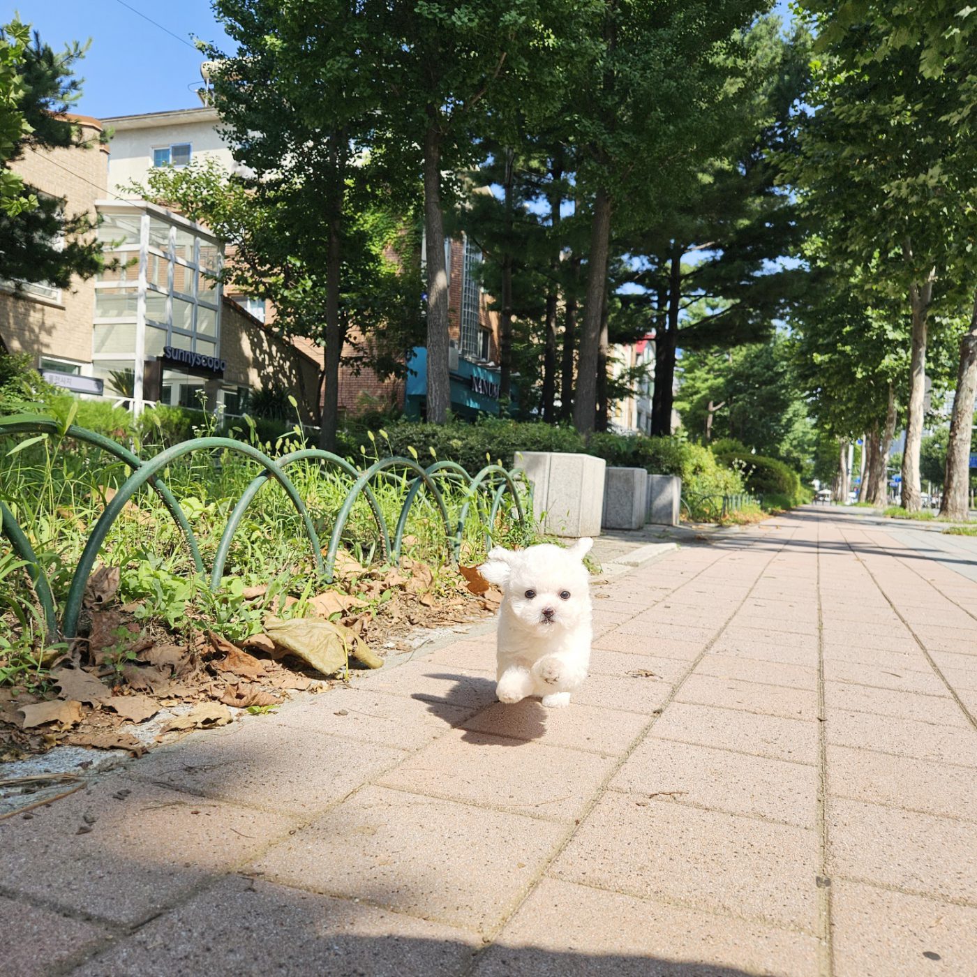 두부 말티즈