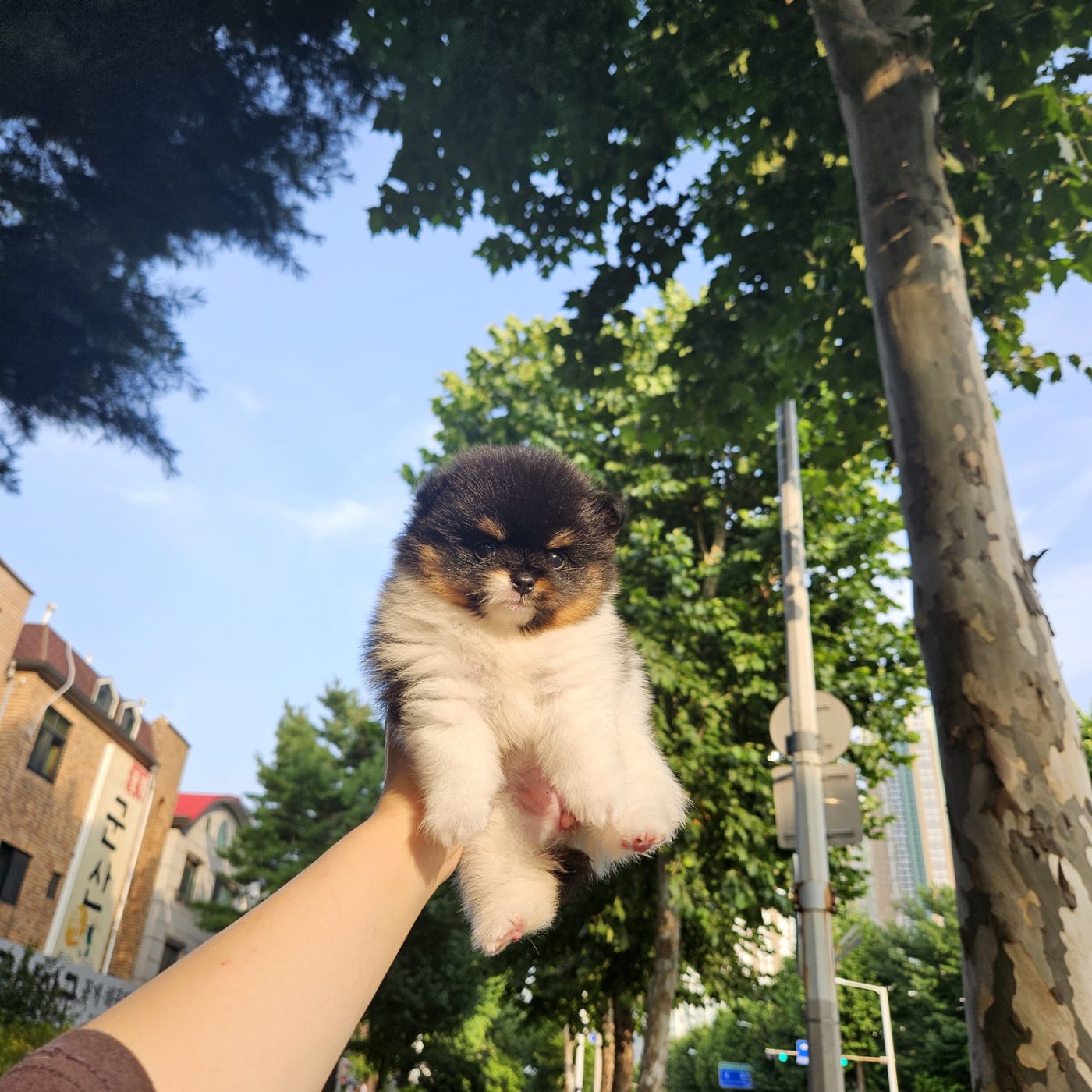 감자 블랙탄포메라니안